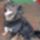 Lehet_fotoznileultem_a_kephez_303054_25345_t