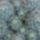 Mammilaria_prolifera_303013_20750_t