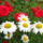Rozsa_margareta_303760_25034_t