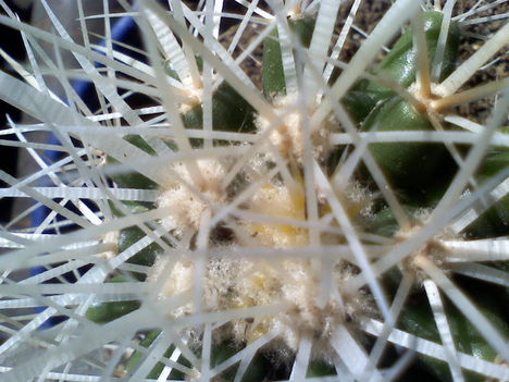 Echinocactus