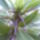 Euphorbia-001_341398_16923_t