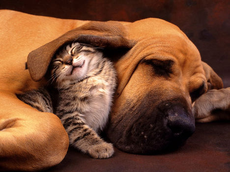 kitty_and_doggy