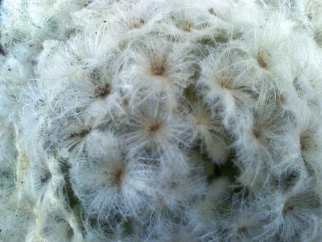 Mammillaria plumosa