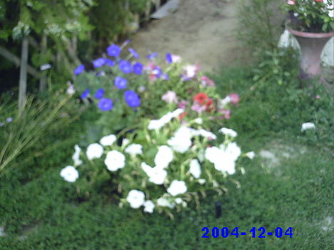 virágaim 29