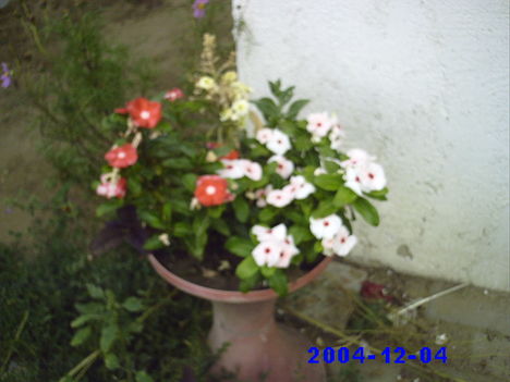 virágaim 30