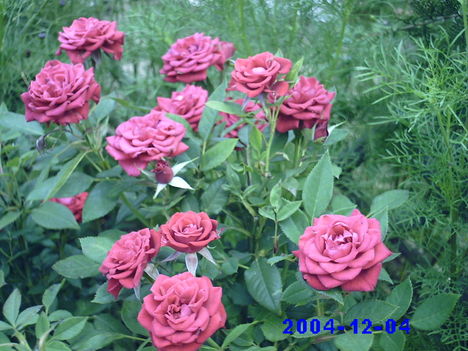 virágaim 36