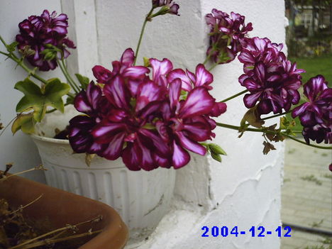 virágaim 47