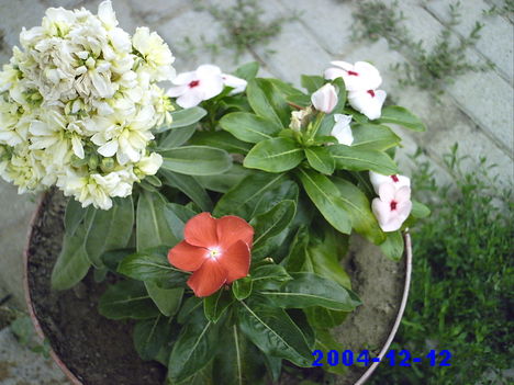 virágaim 48