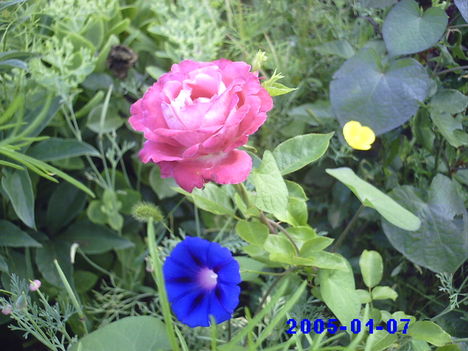 virágaim 8
