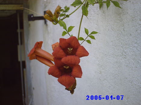 virágaim 9