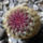 Echinocereus_pectinatus_342448_85318_t