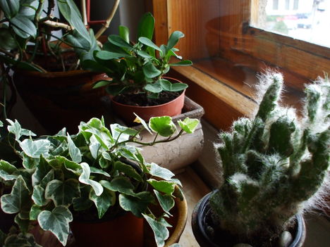 Opuntia, Euphorbia és Borostyán