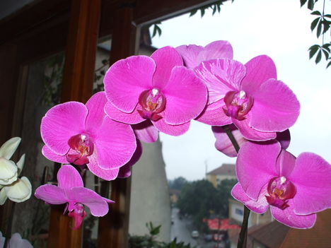 Orhideáim fürdés után