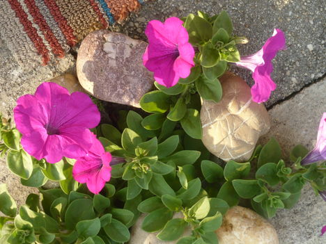 petunia