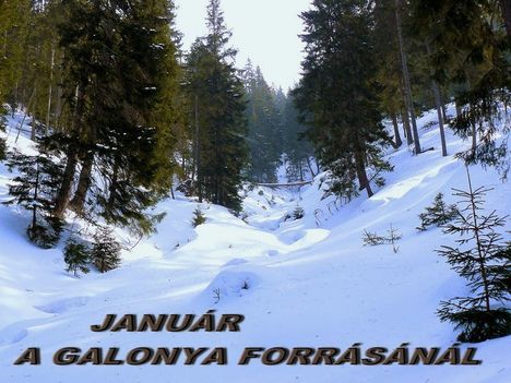 JANUÁR A GALONYA FORRASANAL