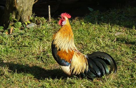 JÓ REGGELT