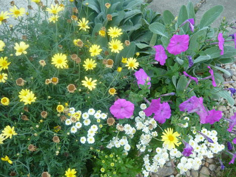 virág csoport