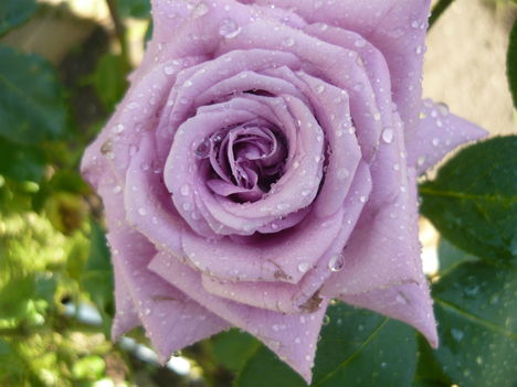 aa kedvenc lila rózsám újból virágzik