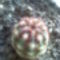 Echinocereus chloranthus v.cylindricus