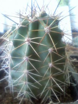 Echinocereus octacanthus