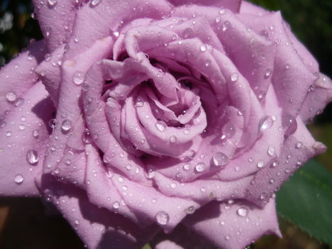 lila rózsa locsolás után