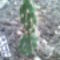 Opuntia fragilis v.brachyarthra