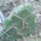 Opuntia rhodantha
