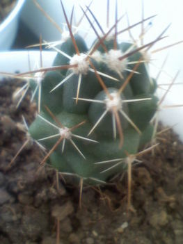 Thelocactus penarottoanus