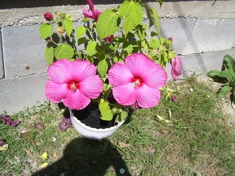 Mocsári hibiszkusz 3