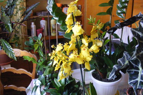 Oncidium orchidea távolról, teljes pompával