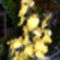 Oncodoum orchidea teljes pompával