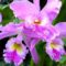 orchidea-034