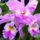 Orchidea034_347988_90336_t