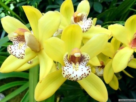 orchidea-049