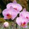 orchidea-053