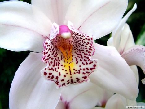 orchidea-066