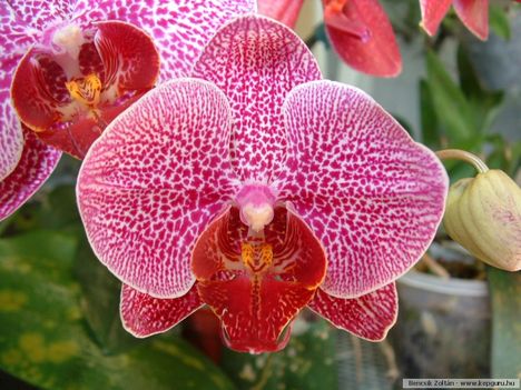 orchidea-080