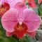orchidea-080