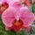 Orchidea080_347996_14872_t