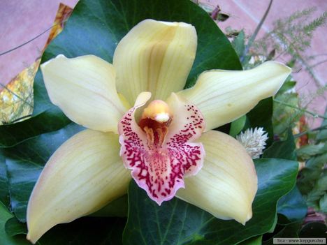 orchidea-082