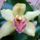 Orchidea082_347997_23595_t