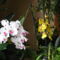 Orchideák  / most nyinak/