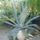 Agave_348706_30526_t