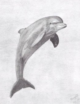 delfin rajz