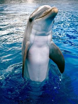 delfin-large