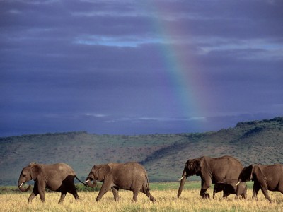 elefántok