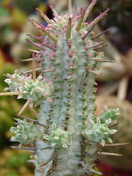 Euphorbia sarjakkal