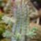 Euphorbia sarjakkal