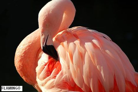flamingó közeli