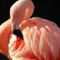 flamingó közeli
